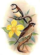 Double-barred Finch