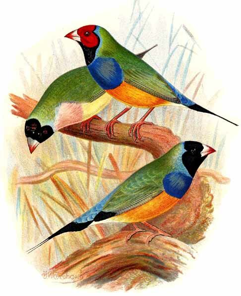 Gouldian Finch