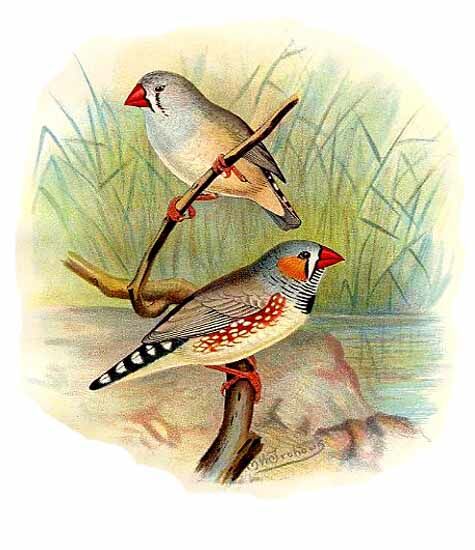 Zebra Finch