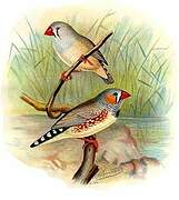 Sunda Zebra Finch