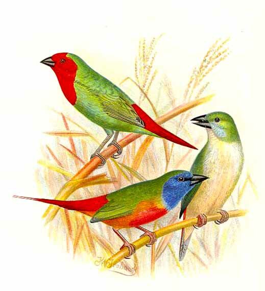 Pin-tailed Parrotfinch