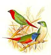 Pin-tailed Parrotfinch