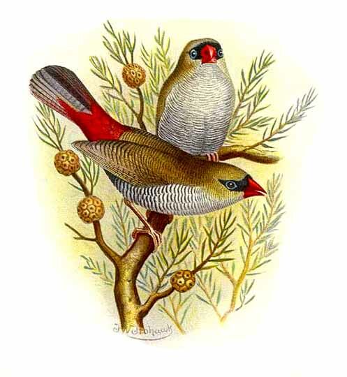 Beautiful Firetail