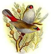 Beautiful Firetail