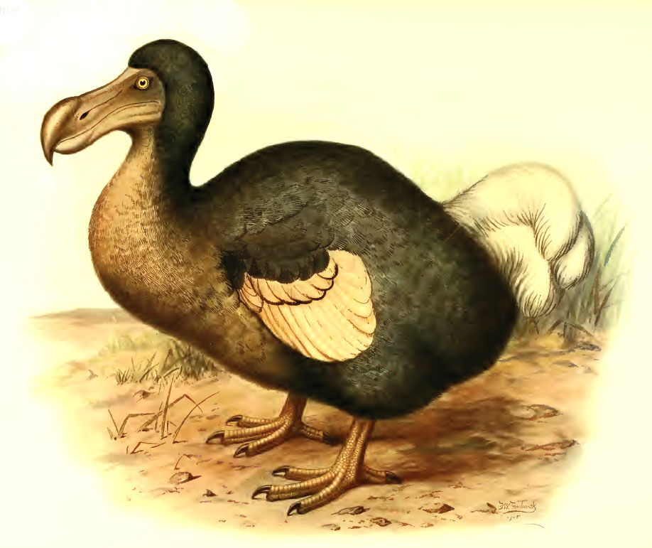 Dodo