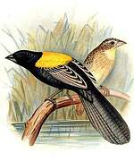 Yellow-mantled Widowbird