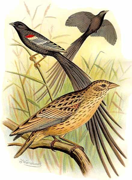 Long-tailed Widowbird