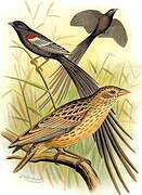 Long-tailed Widowbird