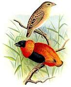 Northern Red Bishop