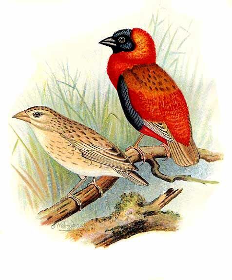 Southern Red Bishop