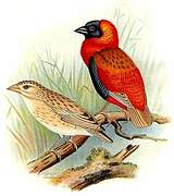 Southern Red Bishop