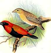 Black-winged Red Bishop