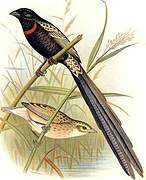 Red-collared Widowbird