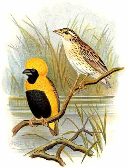 Yellow-crowned Bishop