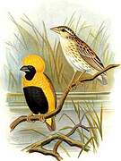 Yellow-crowned Bishop