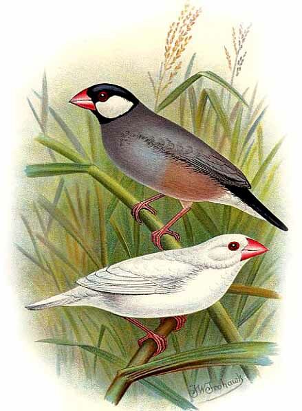 Java Sparrow