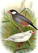 Java Sparrow