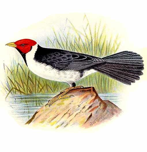 Yellow-billed Cardinal