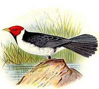 Yellow-billed Cardinal