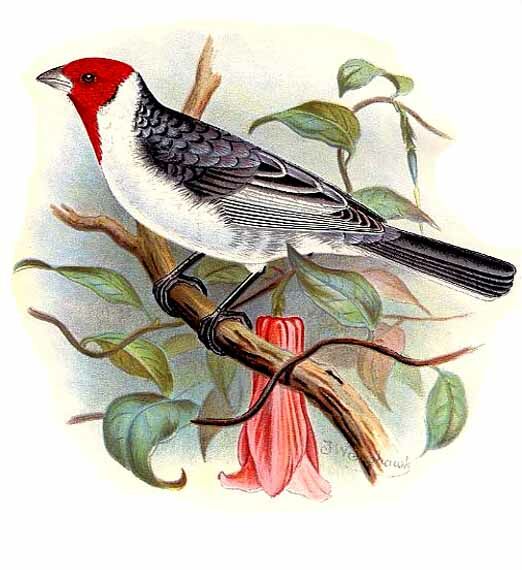 Red-cowled Cardinal