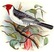 Red-cowled Cardinal