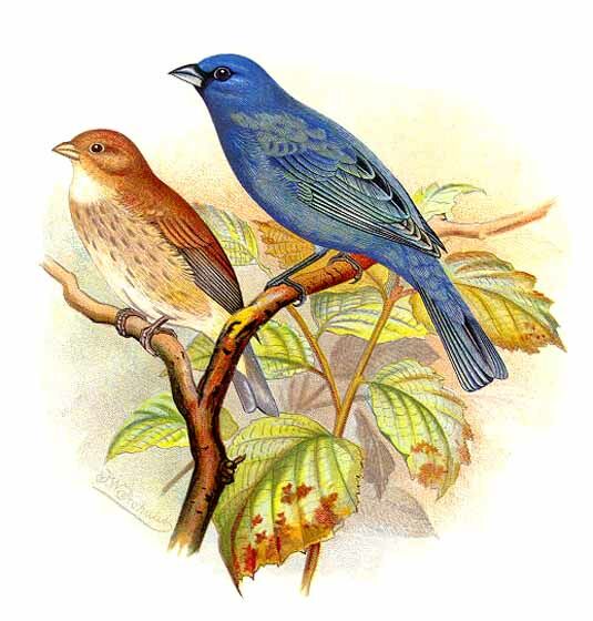 Passerin indigo