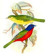 Painted Bunting