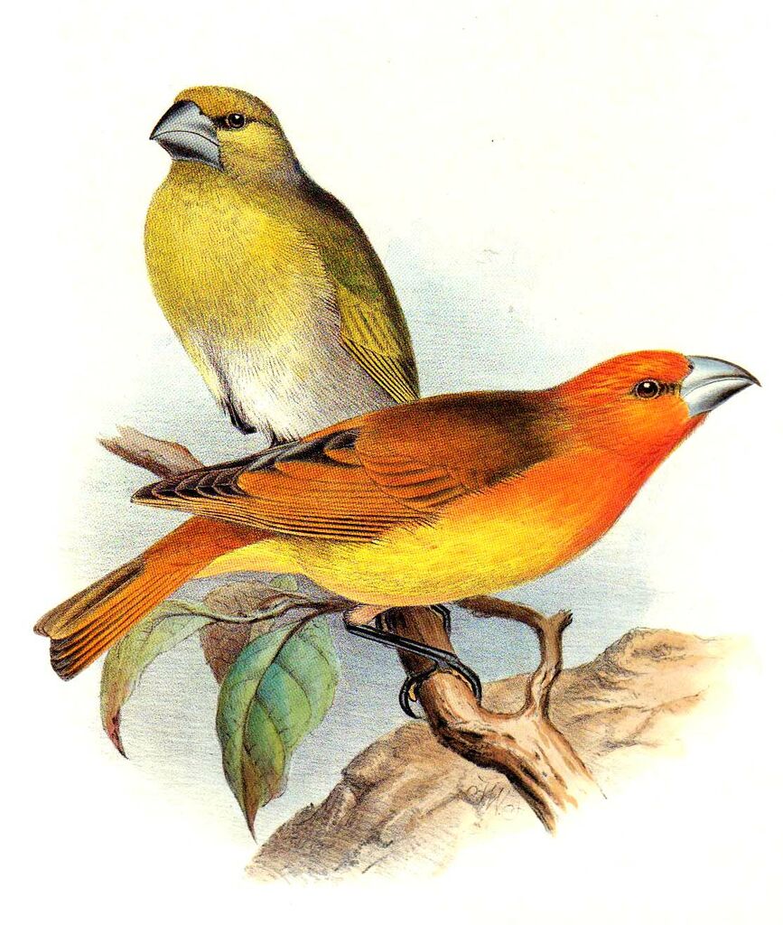 Greater Koa Finch