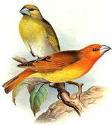 Greater Koa Finch