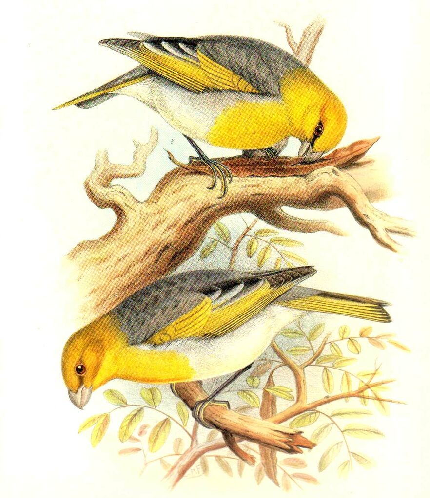 Palila