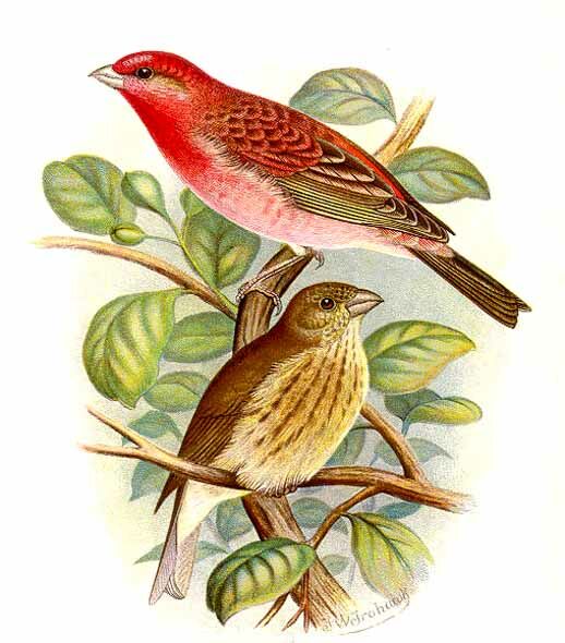 Common Rosefinch