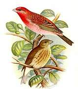 Common Rosefinch