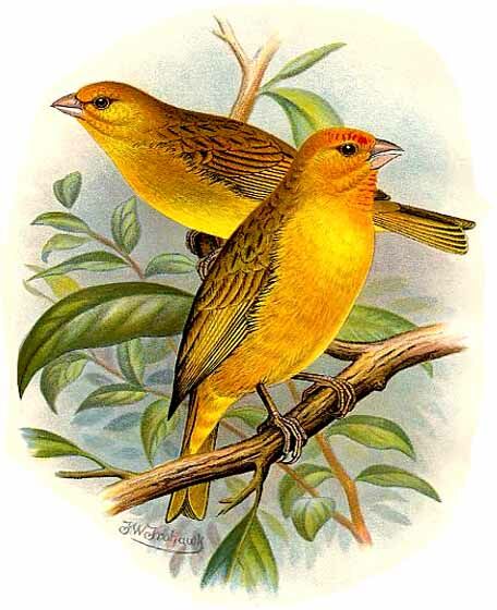 Saffron Finch