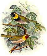 Cuban Grassquit