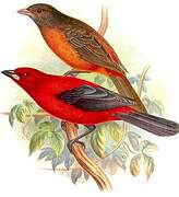 Scarlet Tanager