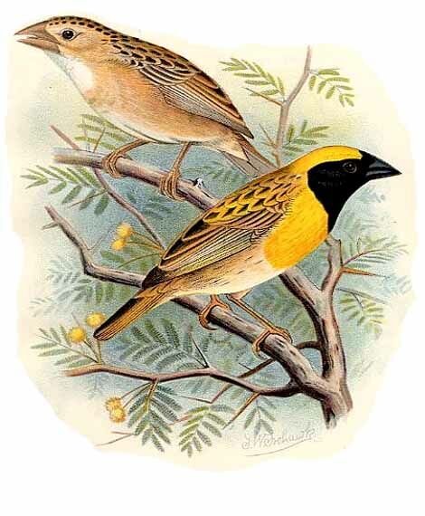 Baya Weaver