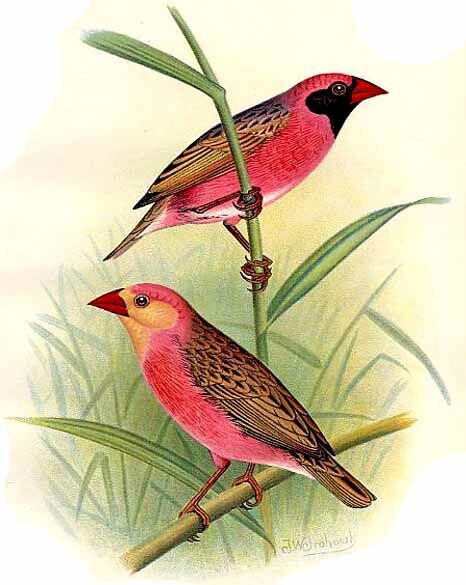 Red-billed Quelea