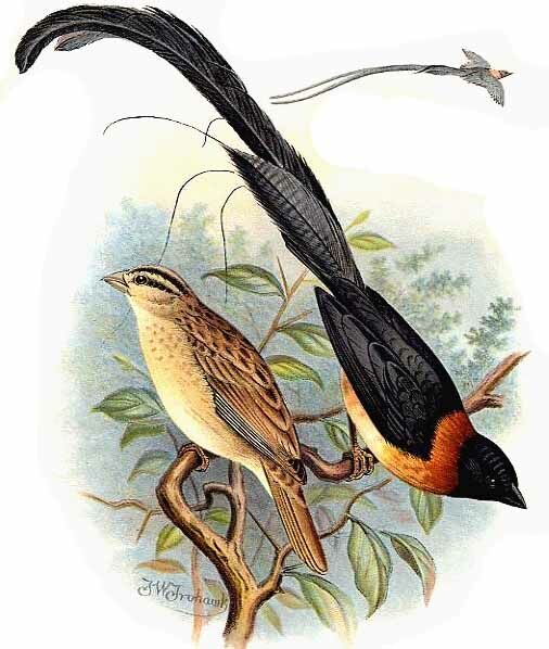 Long-tailed Paradise Whydah