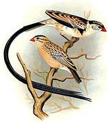 Pin-tailed Whydah