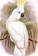 Sulphur-crested Cockatoo