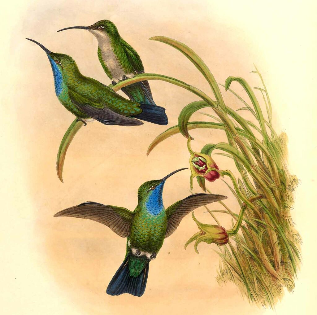 Campyloptère de Santa Marta