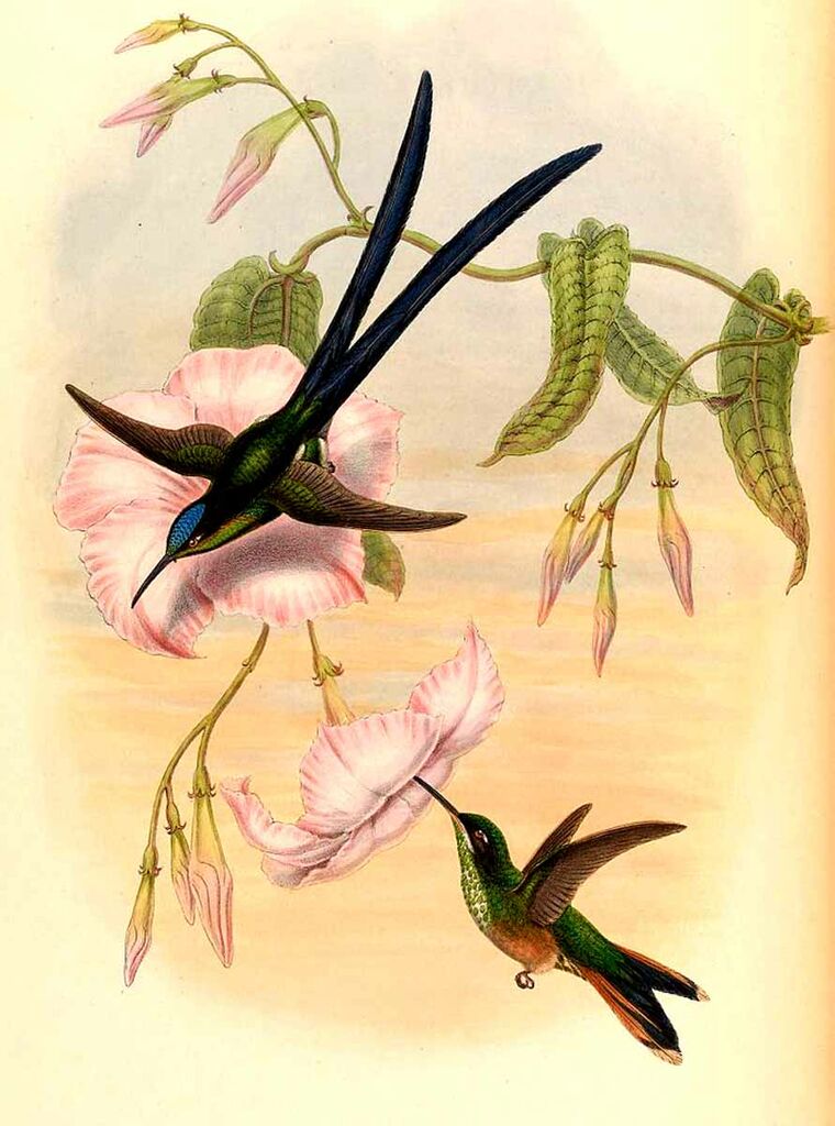 Scissor-tailed Hummingbird