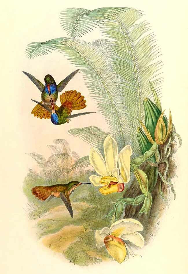 Colibri d'Élicia