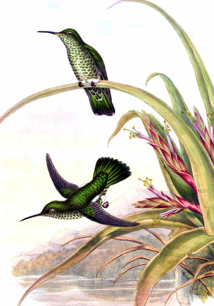 Colibri grivelé