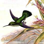 Colibri grivelé