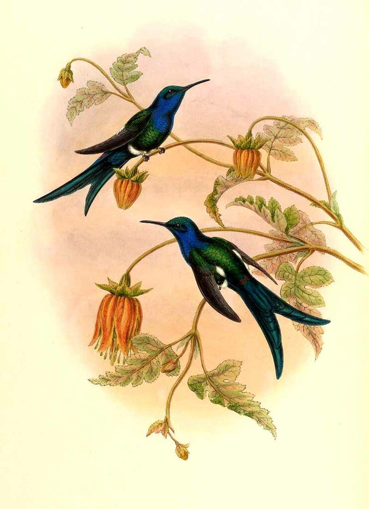 Colibri hirondelle