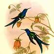 Colibri hirondelle