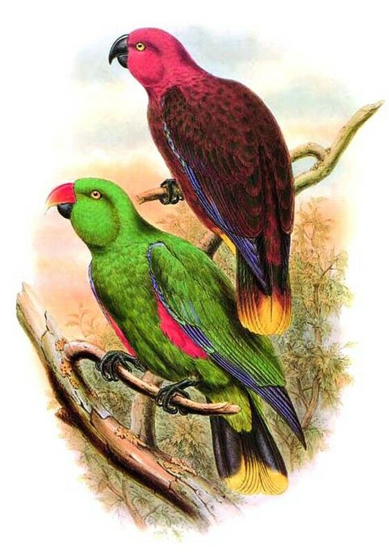 Moluccan Eclectus