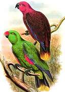 Moluccan Eclectus