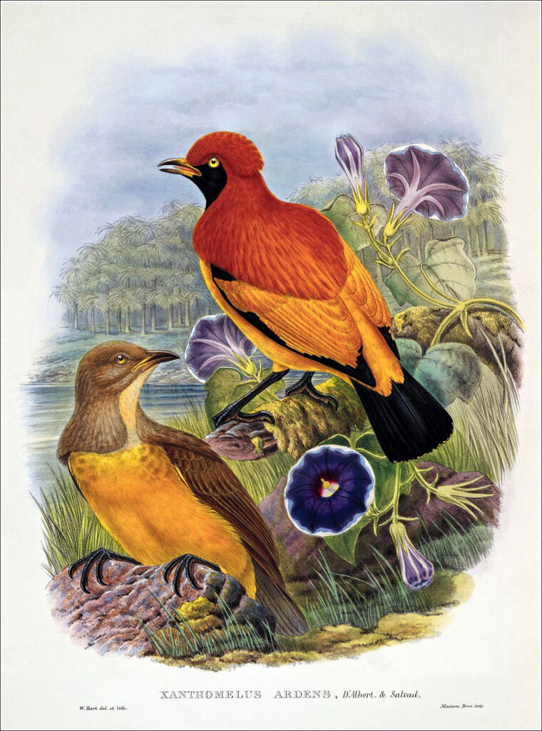 Flame Bowerbird